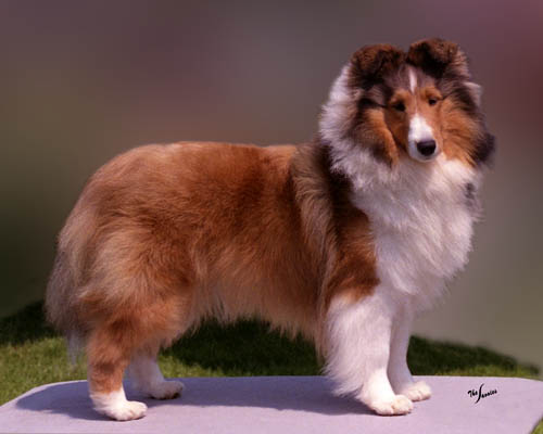 Shetland sheepdog colors sales black & white